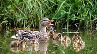 Moedereend met kroost
