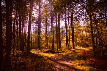 Forest, autumn, forest path, sun, orange by Yvonne van Triest