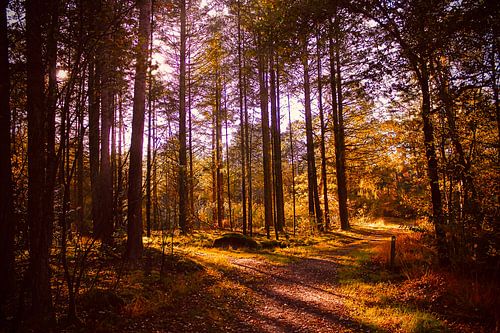 Wald, Herbst, Waldweg, Sonne, Orange von Yvonne van Triest