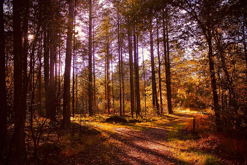 Bos, herfst, bospad, zon, oranje van Yvonne van Triest