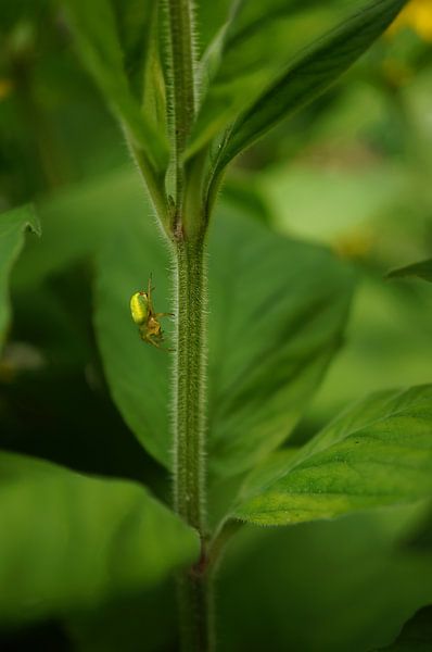 Naturfoto von Wietze Wiegersma