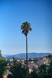 Palme, Grasse