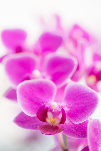 orchidee 02 von Elma van Putten