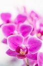 orchidee 02 von Elma van Putten Miniaturansicht