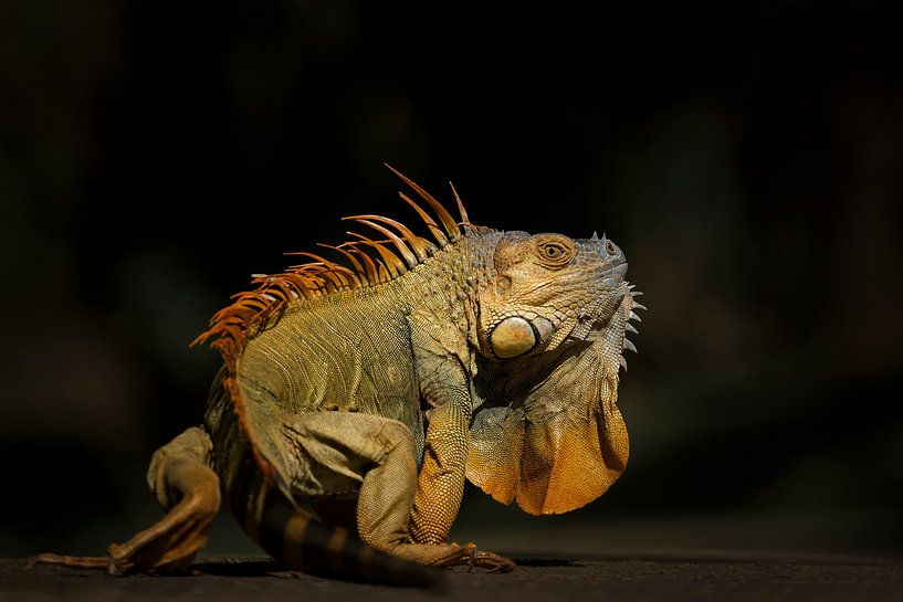 Iguanas by Elles Rijsdijk