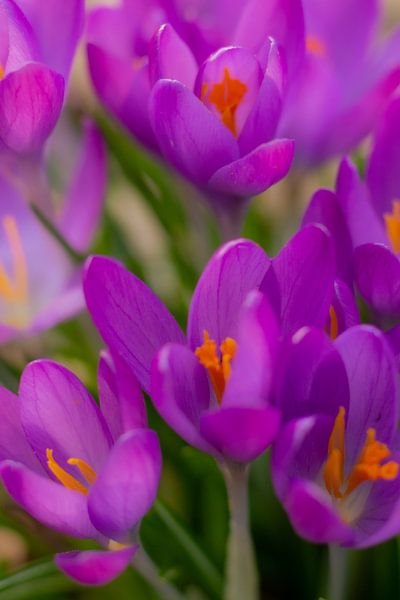 Purple crocuses by Nynke Altenburg