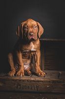 Bordeauxdog pup