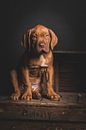 Bordeauxdog pup van Kitty van Vugt thumbnail