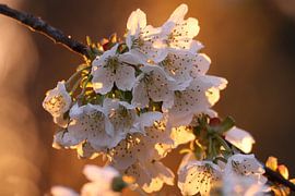 Cherry blossom in the evening light by Erich Werner