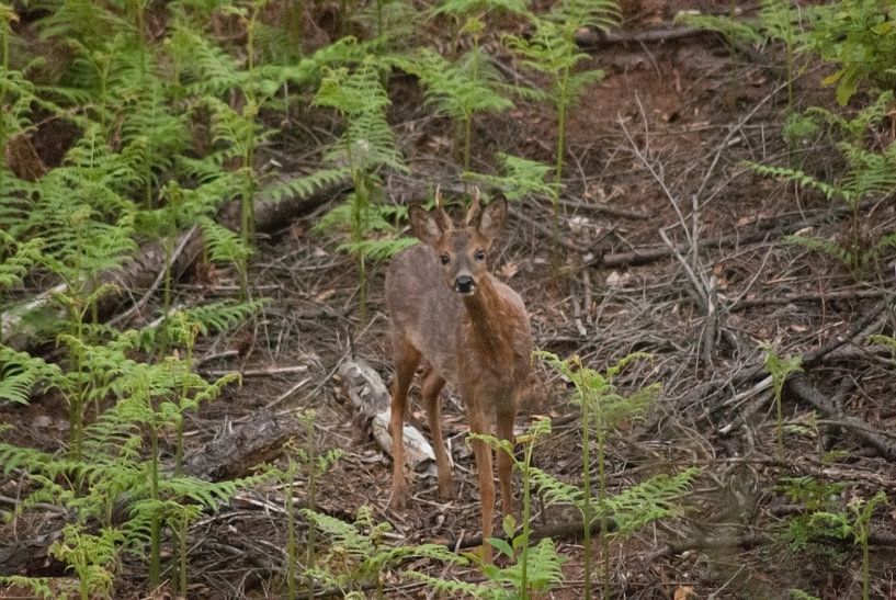 Ree in het bos van David Klumperman