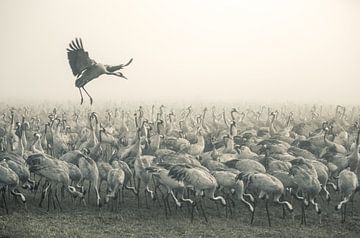 StS10 by Wisam Hassan