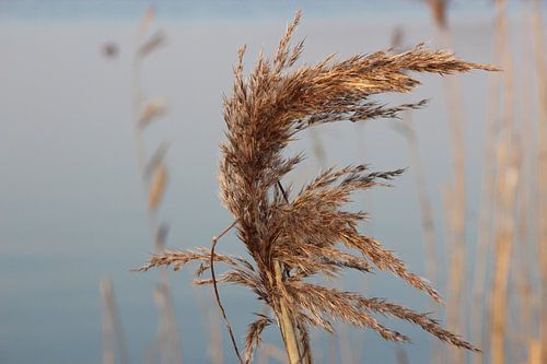 Wuivend riet
