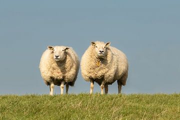 twee schapen op de dijk, het Wad. van M. B. fotografie