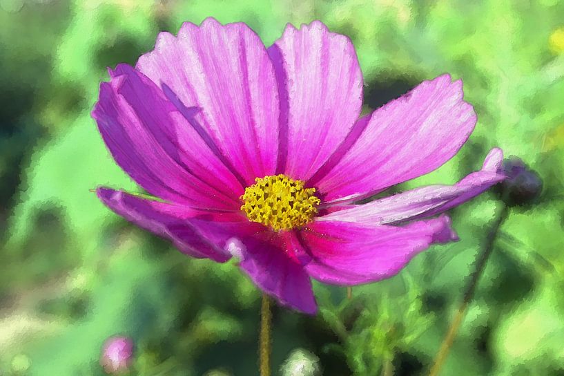 Cosmea 3 van Edgar Schermaul