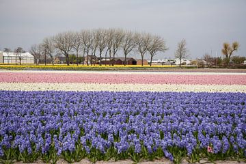 Glühbirnen-Feld von Mark Koghee