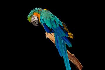 Blauwe papegaai op zwarte achtergrond van Kristof Leffelaer