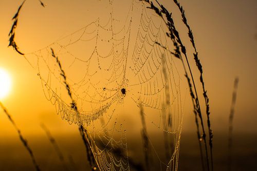 Spinnenweb Goud