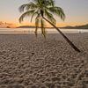 Palmier sur la plage au coucher du soleil sur Bianca Kramer