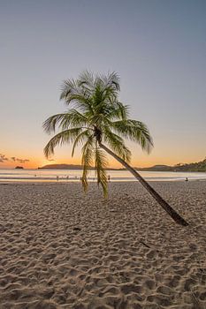 Palme am Strand bei Sonnenuntergang