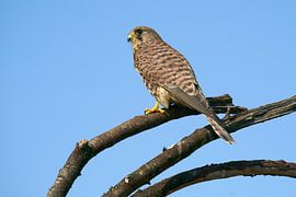 Faucon crécerelle (Falco tinnunculus) sur Ronald Pol