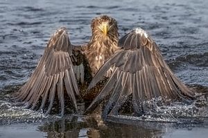 Europäischer Seeadler im Wasser.