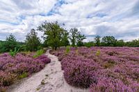 Blühendes Heidekraut. Der Weg durch die violette Heide.