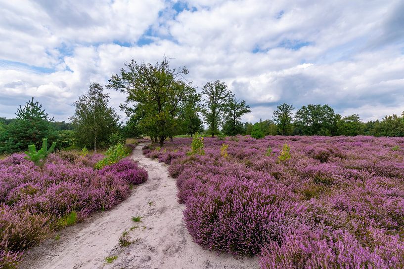 Blühendes Heidekraut. Der Weg durch die violette Heide. von Els Oomis