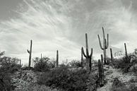 Cactusland  par Marlies van den Hurk Bakker Aperçu
