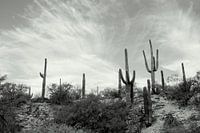 Cactusland 