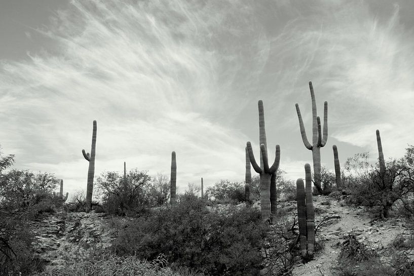 Cactusland  van Marlies van den Hurk Bakker