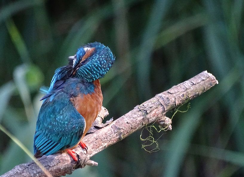 Common Kingfisher. by Robert Moeliker