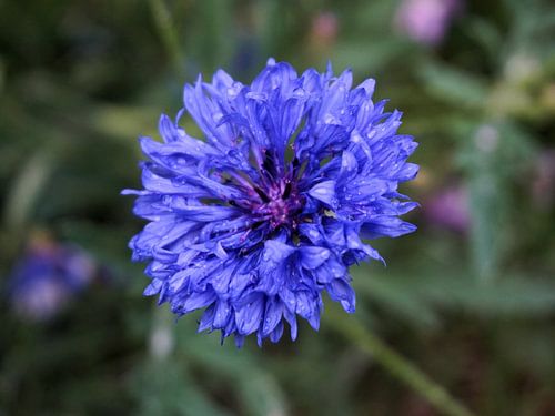 Blue Cornflower