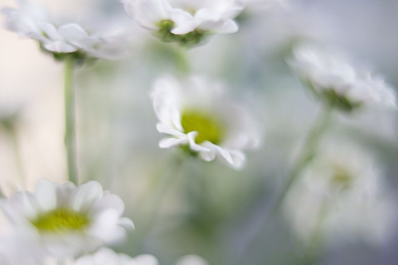 tiny flower van Drie Bloemen Gallery