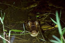 Auge in Auge von Cynthia Vaders