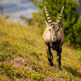 Steinbock auf dem Niederhorn von Reinier Holster