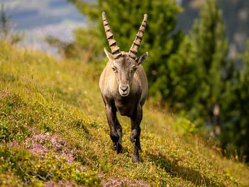 Capricorn on the Niederhorn by Reinier Holster