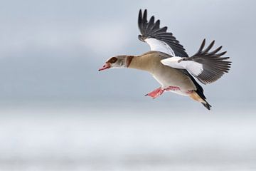 Egyptian Goose  (Alopochen aegyptiacus) in winter, flying, just before landing