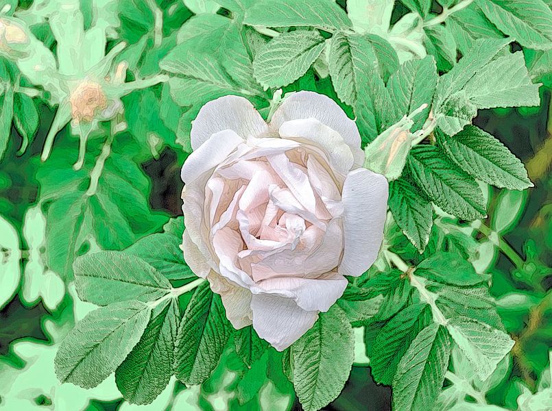 Rosa Heckenrose von Leopold Brix