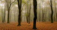 Beukenbomen tijdens een mistige herfst ochtend. van Sjoerd van der Wal Fotografie thumbnail