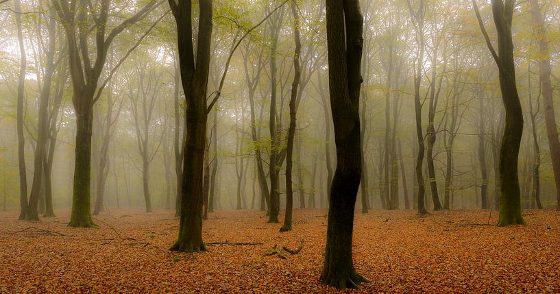 Panorama d'une forêt d'arbres de plage pendant un matin brumeux d'automne par Sjoerd van der Wal Photographie