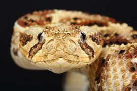 Puff Adder (Bitis arietans) by Ronald Pol