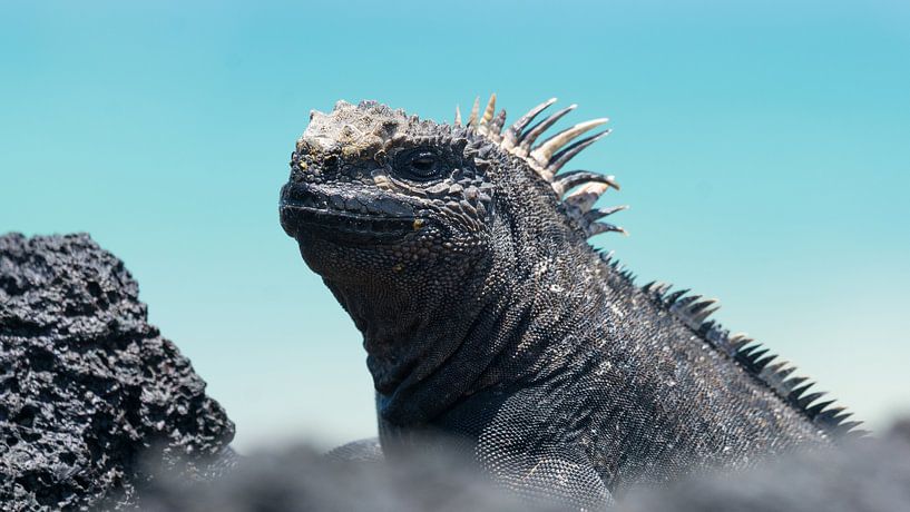 Galapagos zeeleguaan is gecamoufleerd von Ricardo de Groot