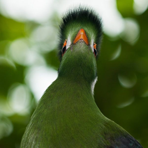 White cheek touring aako, two eyes and a beak by Richard de Ruijter