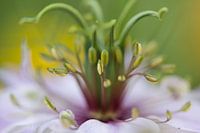 Nigella damascena - Juffertje-in-het-groen