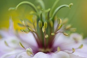 Nigella damascena - Juffertje-in-het-groen sur Michel Vedder Photography