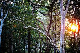Erstaunliche Gepardenjagd im Mudumalai National Reserve von Lens & Light Photography