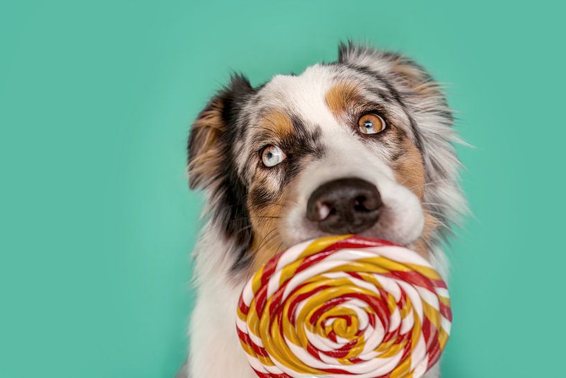 Grappige Australische herdershond met lolly van Annabell Gsödl
