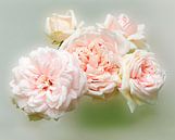 Rosa rosen van Leopold Brix thumbnail
