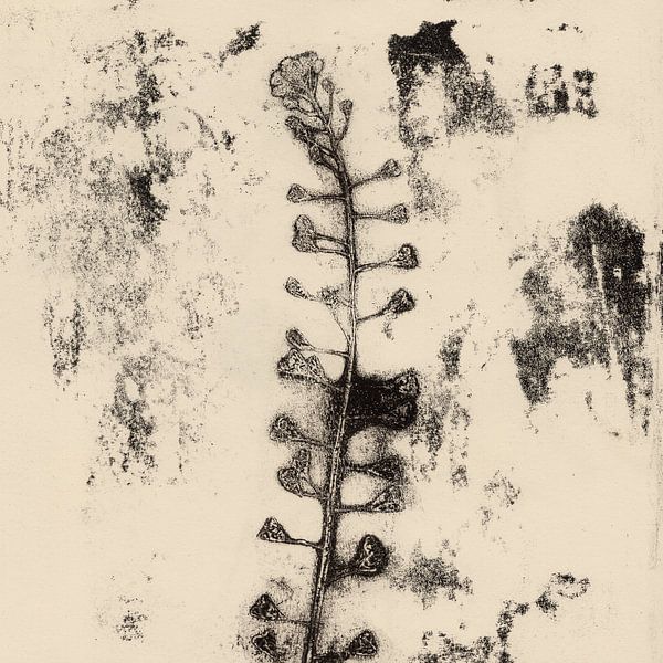 Vintage botanical prints. Flower. by Dina Dankers