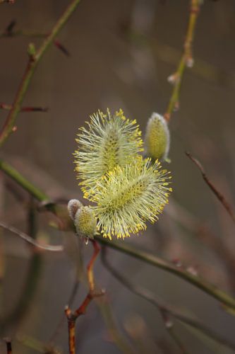 Salix, Katje.
